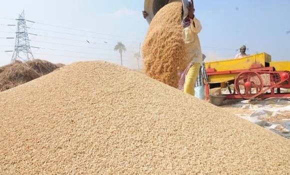 झापामा यस वर्ष धानको उत्पादनमा  बृद्धि