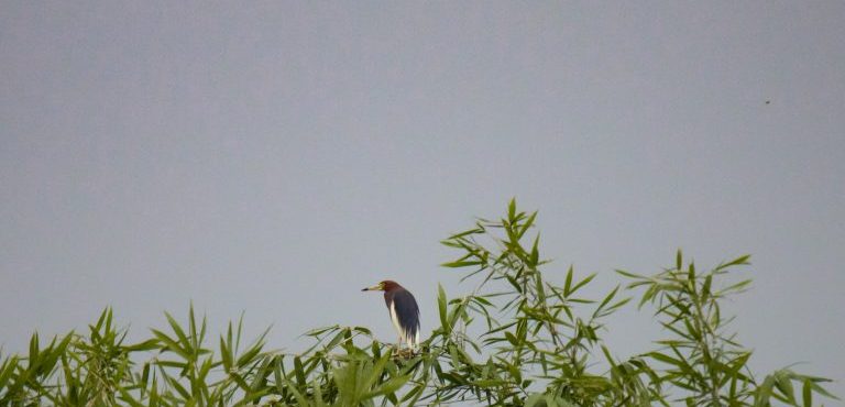 नेपालमा चराको प्रजाति सङ्ख्या ८९१  पुग्यो