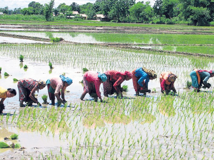 आज १९ औँ राष्ट्रिय धान दिवस, दहि चिउरा खाने पर्व पनि आजै